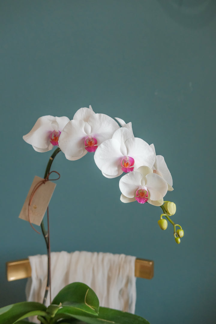 Behold the elegance of the white and purple Phalaenopsis orchid, displayed in a ceramic pot. Perfect for Hari Raya celebrations. Order online from your Penang florist with same-day delivery!