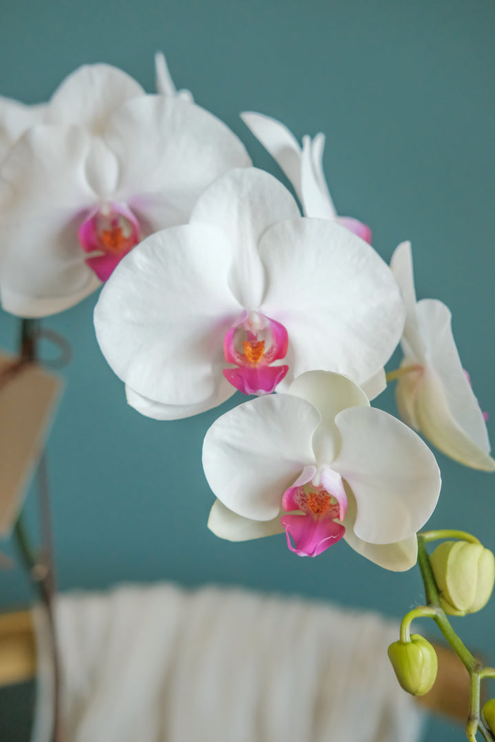 Behold the elegance of the white and purple Phalaenopsis orchid, displayed in a ceramic pot. Perfect for Hari Raya celebrations. Order online from your Penang florist with same-day delivery!