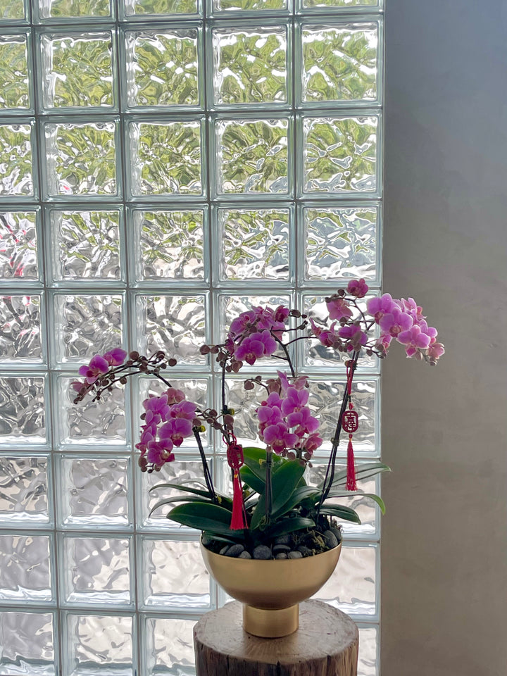 midi fresh phalaenopsis orchids delivery in penang island