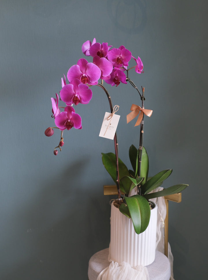 double phalaenopsis in planter pot