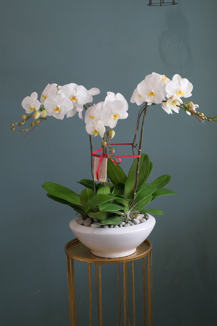White Phalaenopsis Orchid
