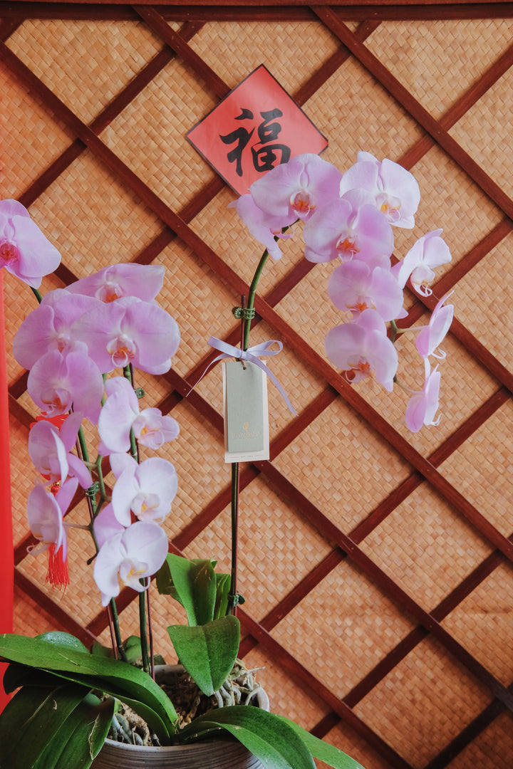 Fortune Phalaenopsis - Dark Purple