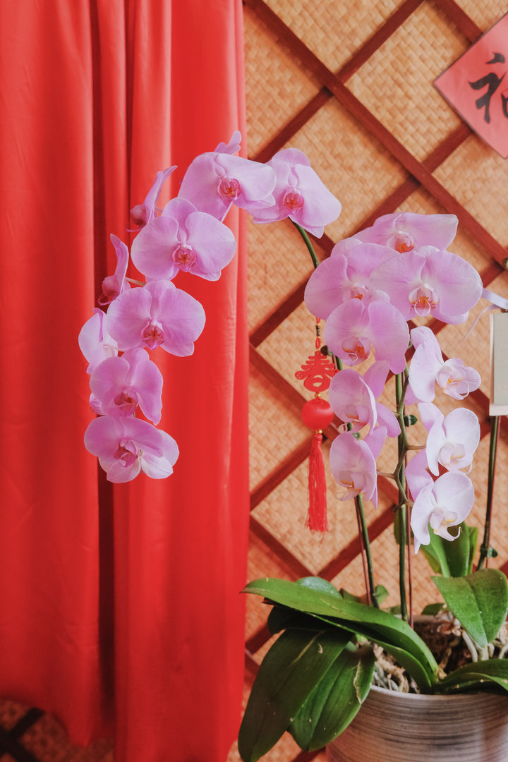Fortune Phalaenopsis - Dark Purple