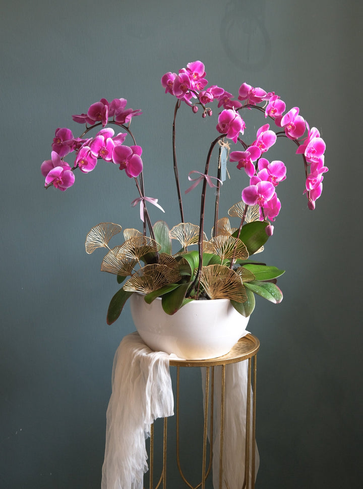Fortune Phalaenopsis - Dark Purple
