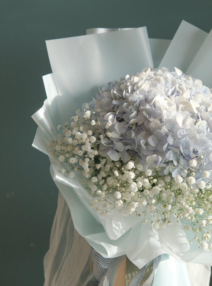 Darling Hydrangea