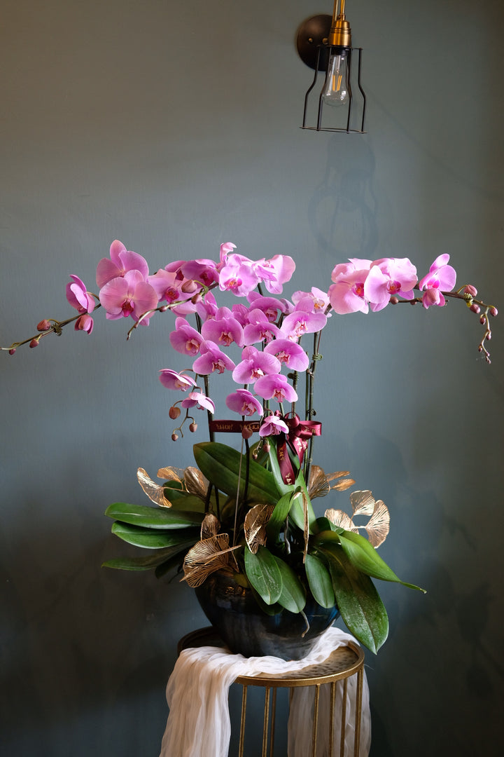 Fortune Phalaenopsis - Dark Purple