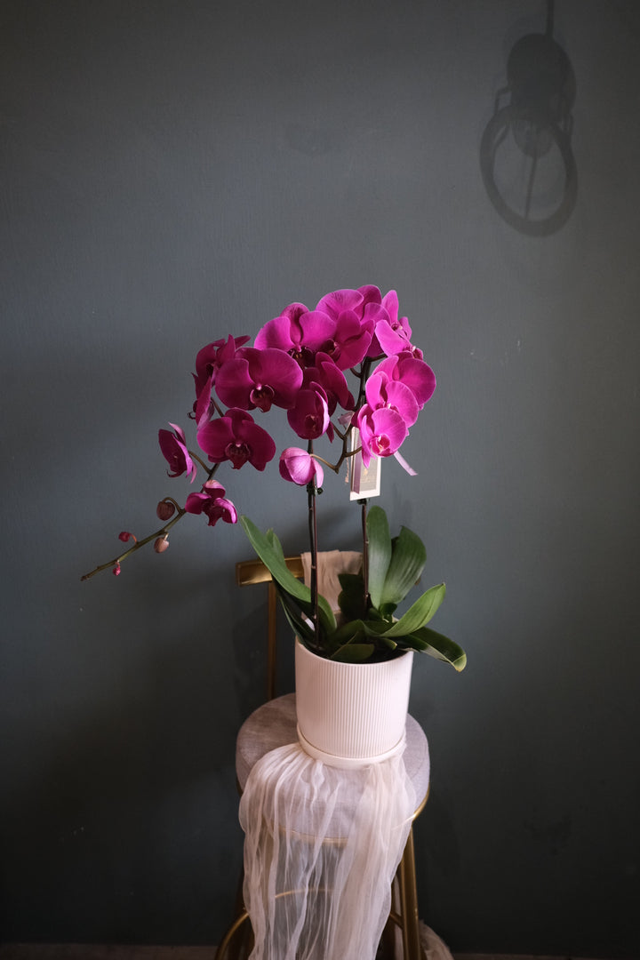 Fortune Phalaenopsis - Dark Purple