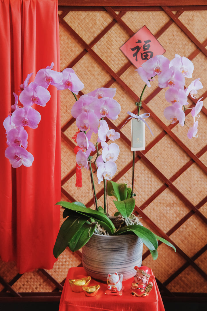 Dark purple Phalaenopsis orchid in a stunning planter. Perfect for festive celebrations. Penang florist, order online, Hari Raya, same-day delivery across Penang.