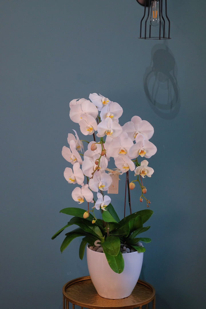 White Phalaenopsis Orchid