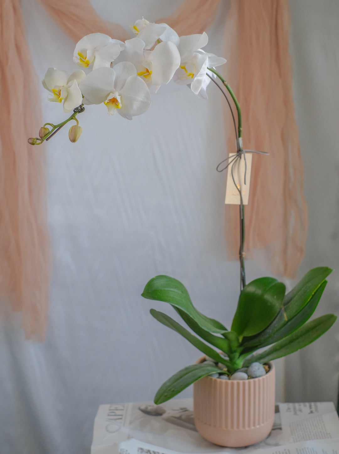 Love Being Your'chid - White Phalaenopsis Orchid
