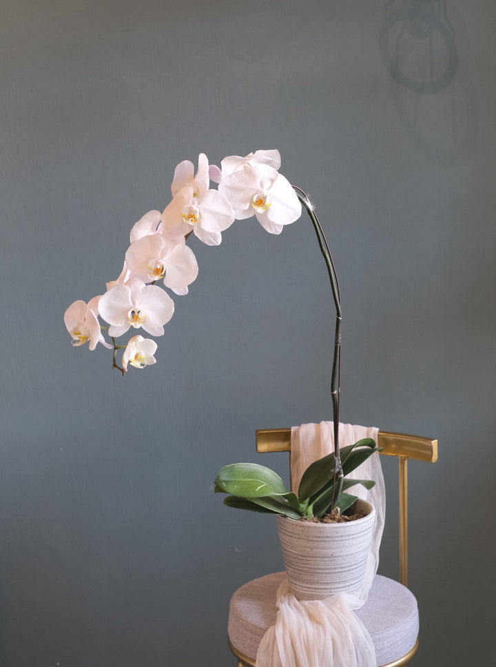 White Phalaenopsis Orchid