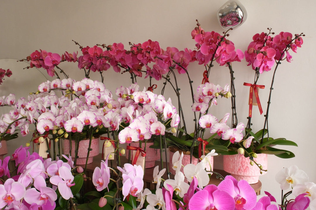 Auspicious Flowers for a Chinese Business Opening in Penang (开业 & 乔迁)