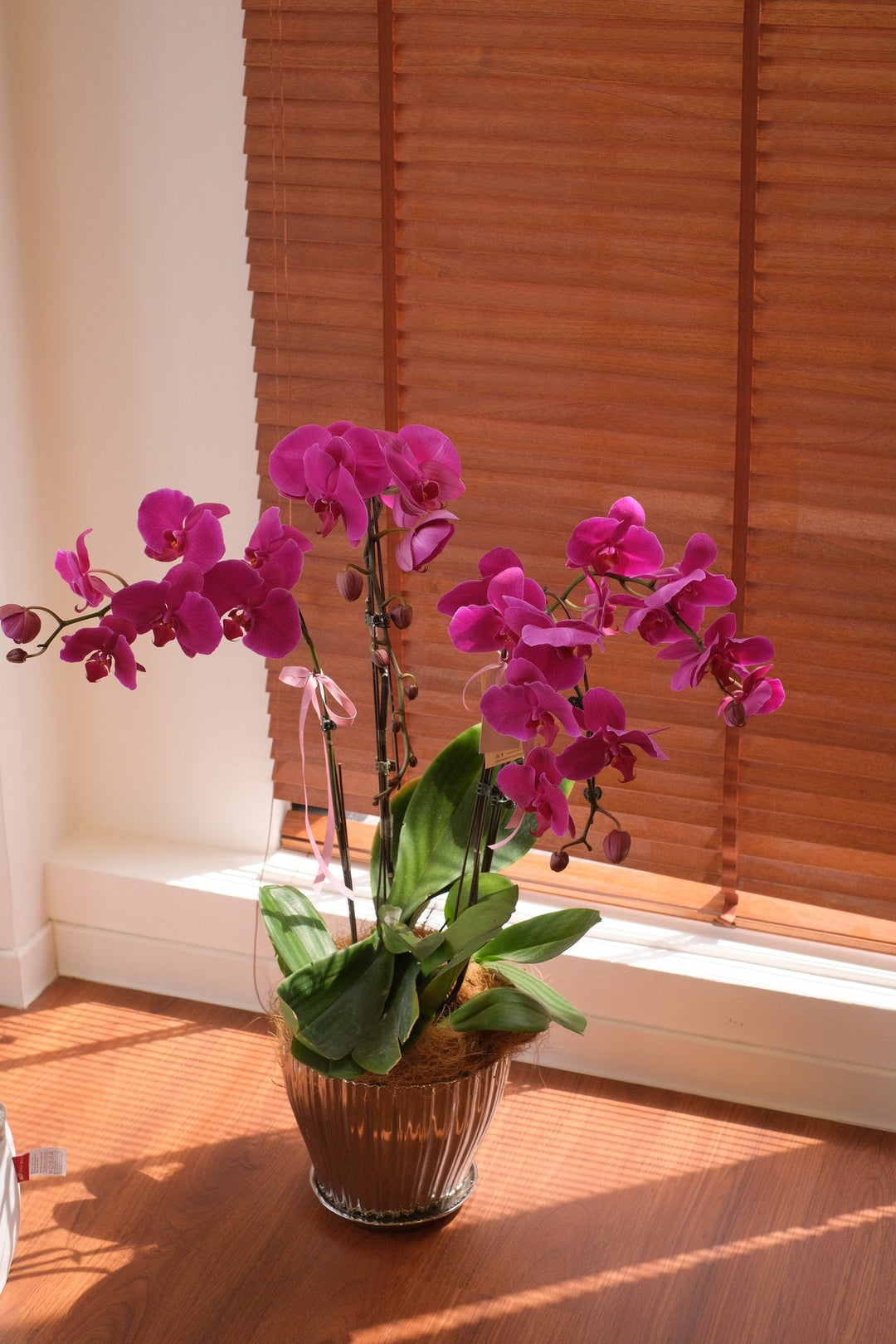 How to Care for a Phalaenopsis Orchid