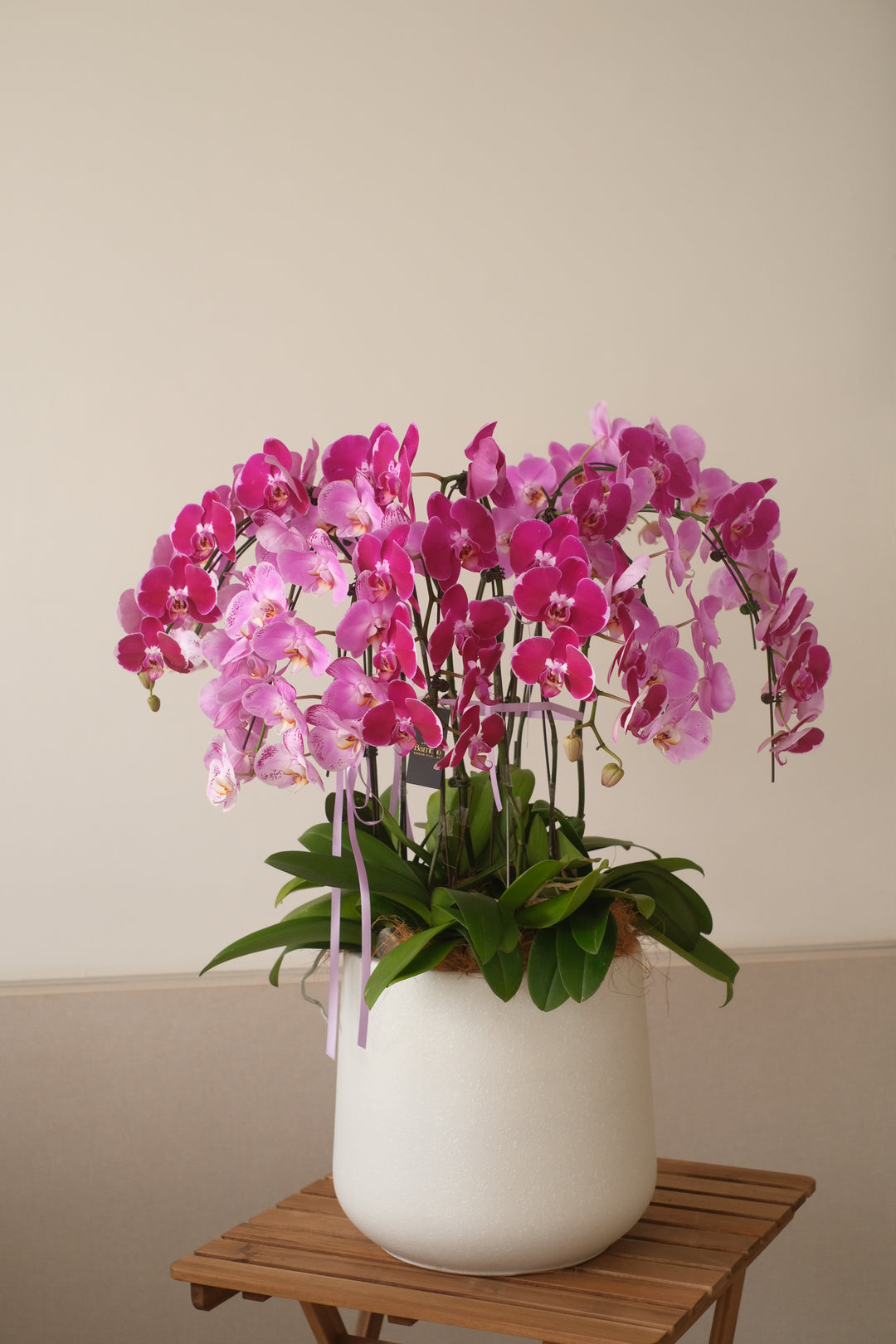 A Phalaenopsis Orchid beautifully arranged in a sleek ceramic planter. The plant features long, elegant stems with delicate white or light-colored blooms. The ceramic planter is simple and modern, complementing the orchid's graceful appearance. Ideal for bright spaces with indirect sunlight, this arrangement brings natural beauty indoors.