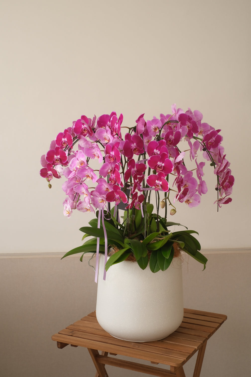 A Phalaenopsis Orchid beautifully arranged in a sleek ceramic planter. The plant features long, elegant stems with delicate white or light-colored blooms. The ceramic planter is simple and modern, complementing the orchid's graceful appearance. Ideal for bright spaces with indirect sunlight, this arrangement brings natural beauty indoors.