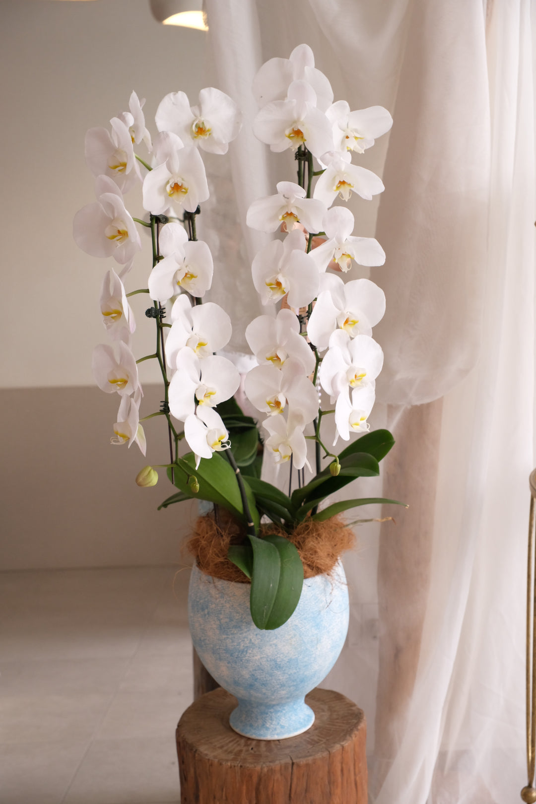Puni Petals Orchids