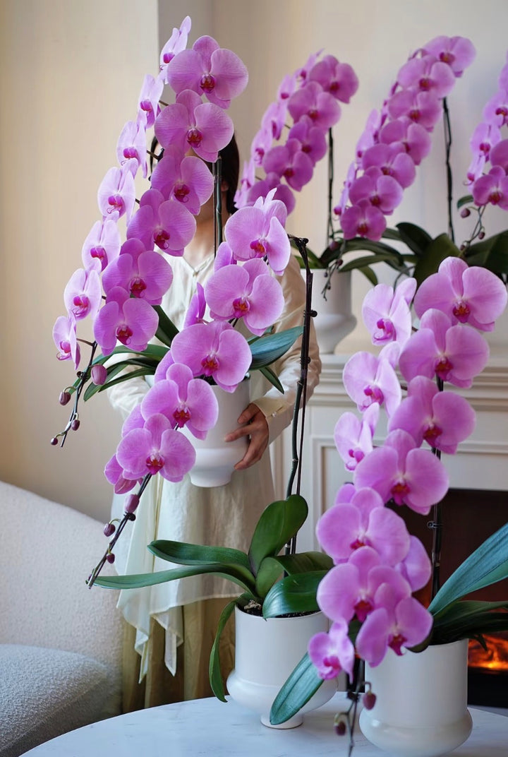 The Emperor Dragon Phalaenopsis - 龙兰