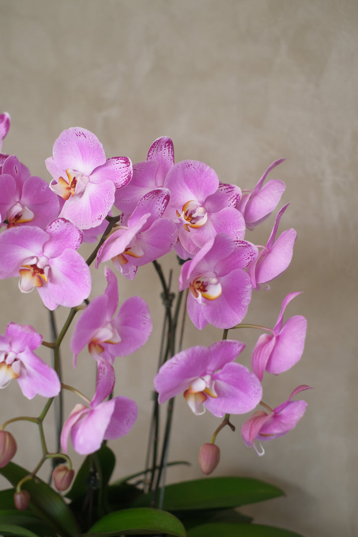 A close-up of exquisite Phalaenopsis orchids in bloom, showcasing their delicate petals and vibrant colors, displayed at Bamboo Green Florist