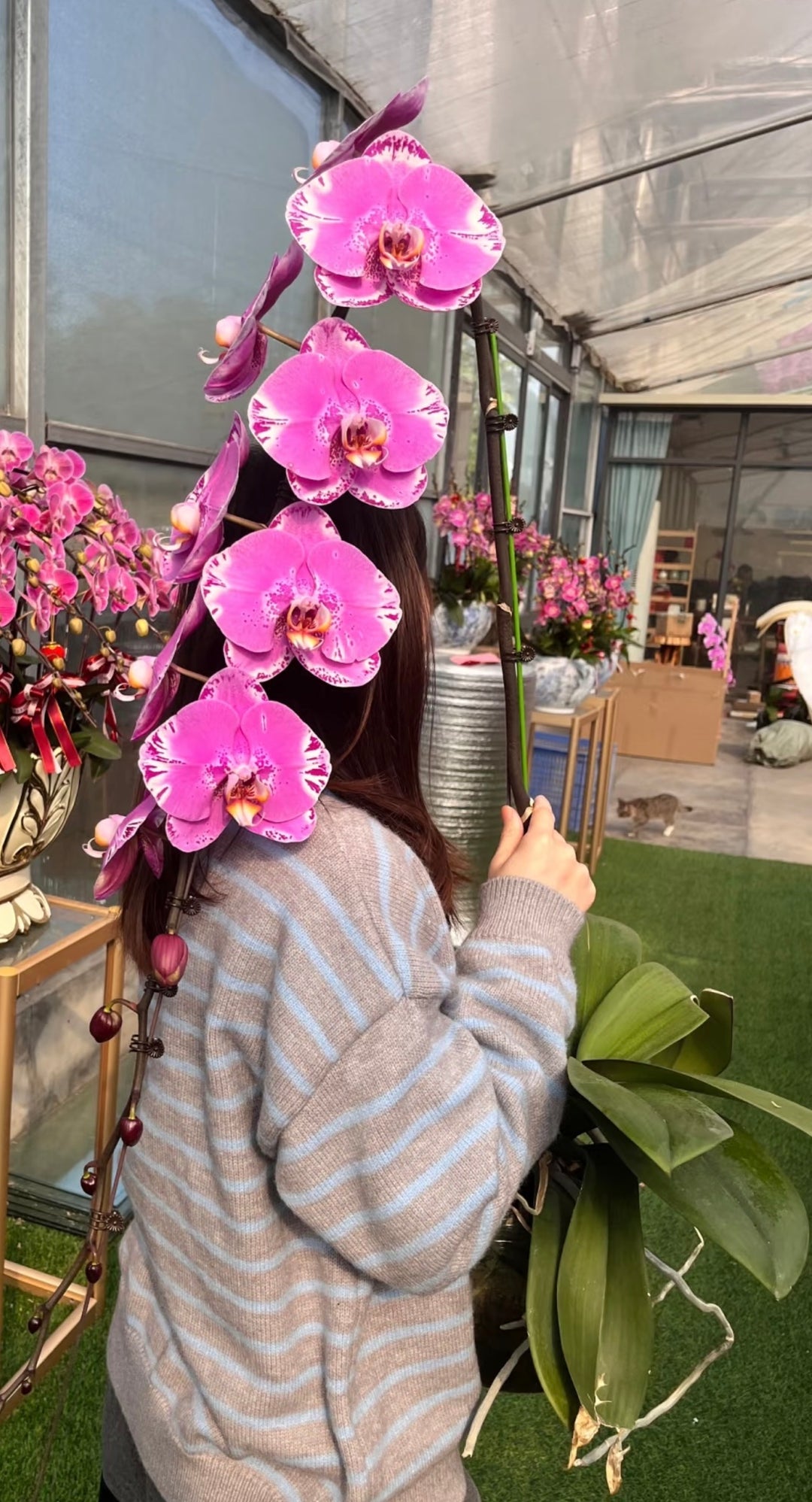 The Emperor Dragon Phalaenopsis - 龙兰