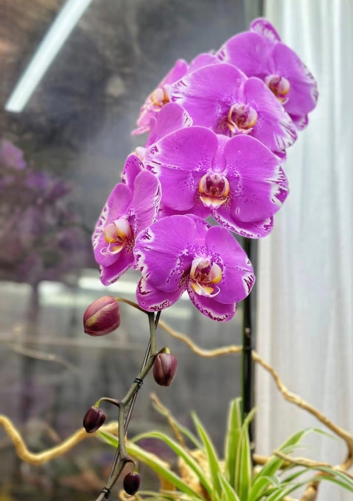 The Emperor Dragon Phalaenopsis - 龙兰