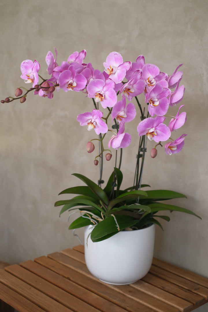 A close-up of exquisite Phalaenopsis orchids in bloom, showcasing their delicate petals and vibrant colors, displayed at Bamboo Green Florist