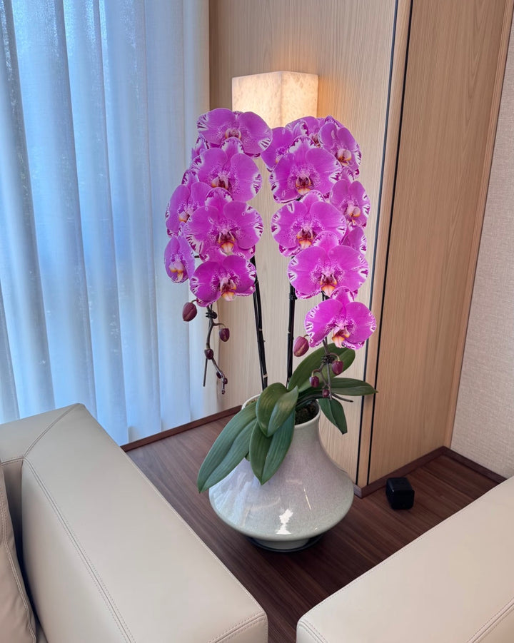 The Emperor Dragon Phalaenopsis - 龙兰
