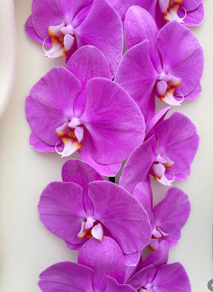 The Emperor Dragon Phalaenopsis - 龙兰