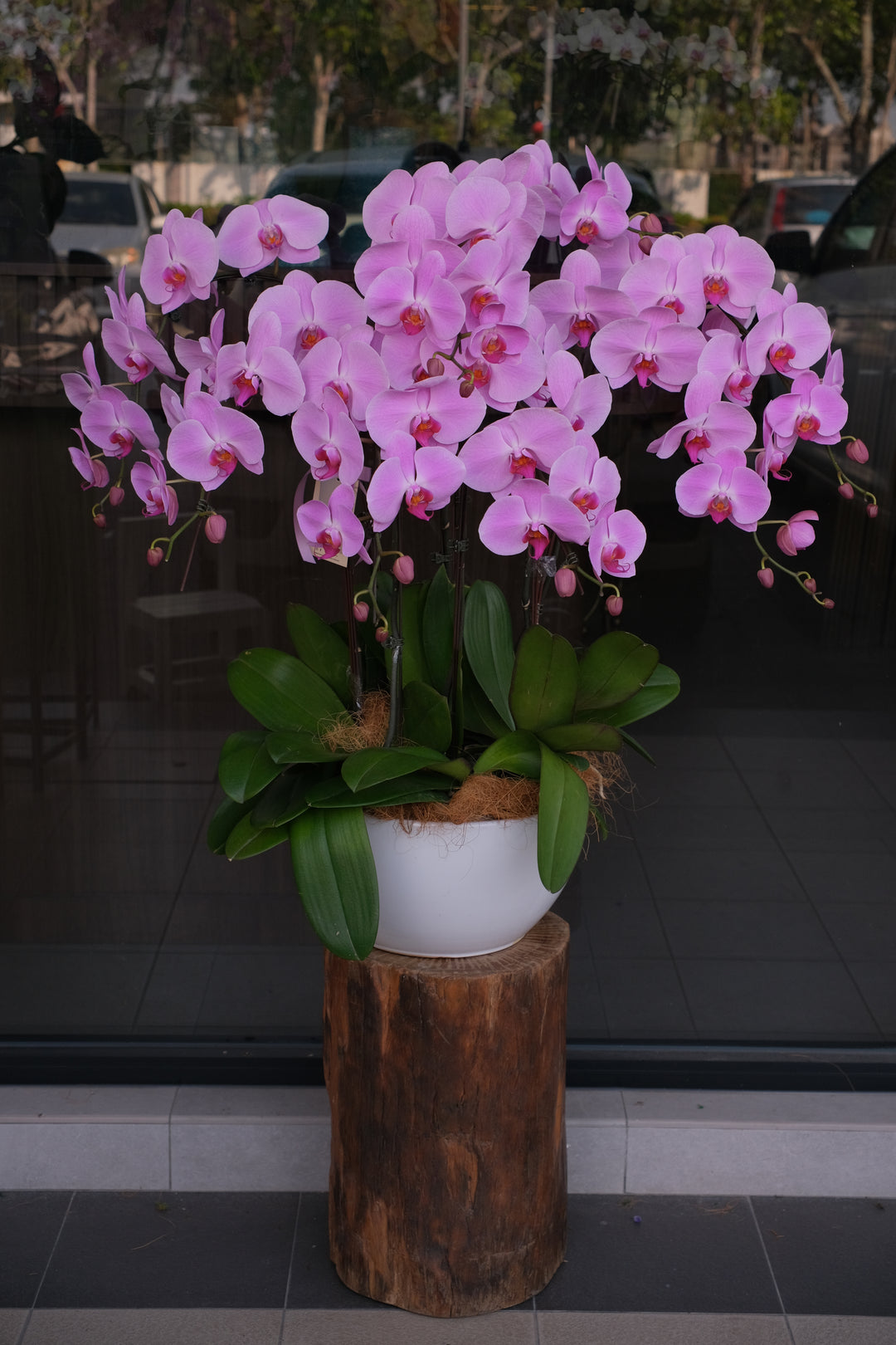 Pink orchid and green plant in a wooden planter against a dark background

