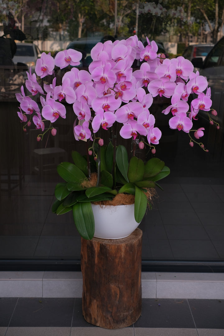 Pink orchid and green plant in a wooden planter against a dark background

