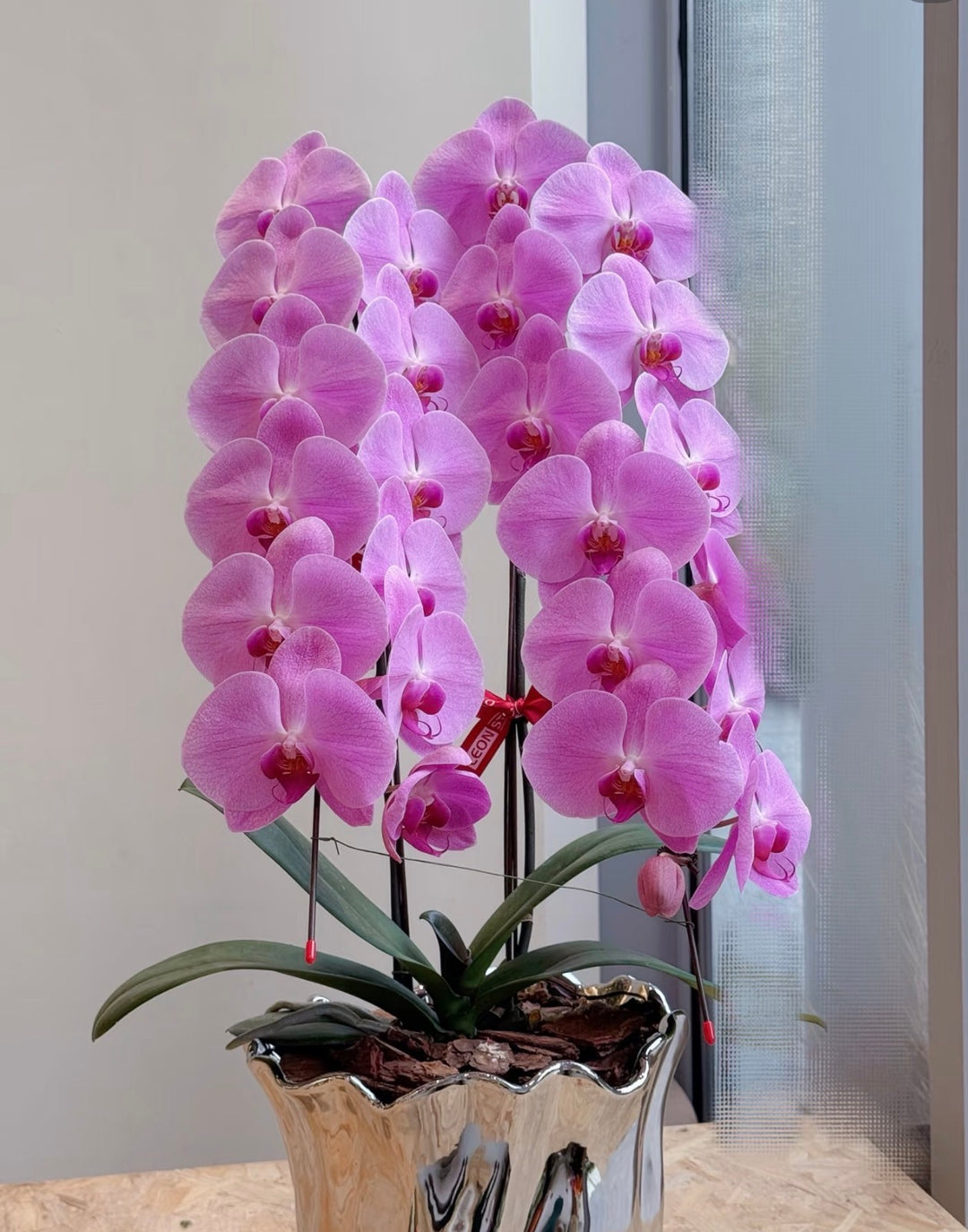 The Emperor Dragon Phalaenopsis - 龙兰