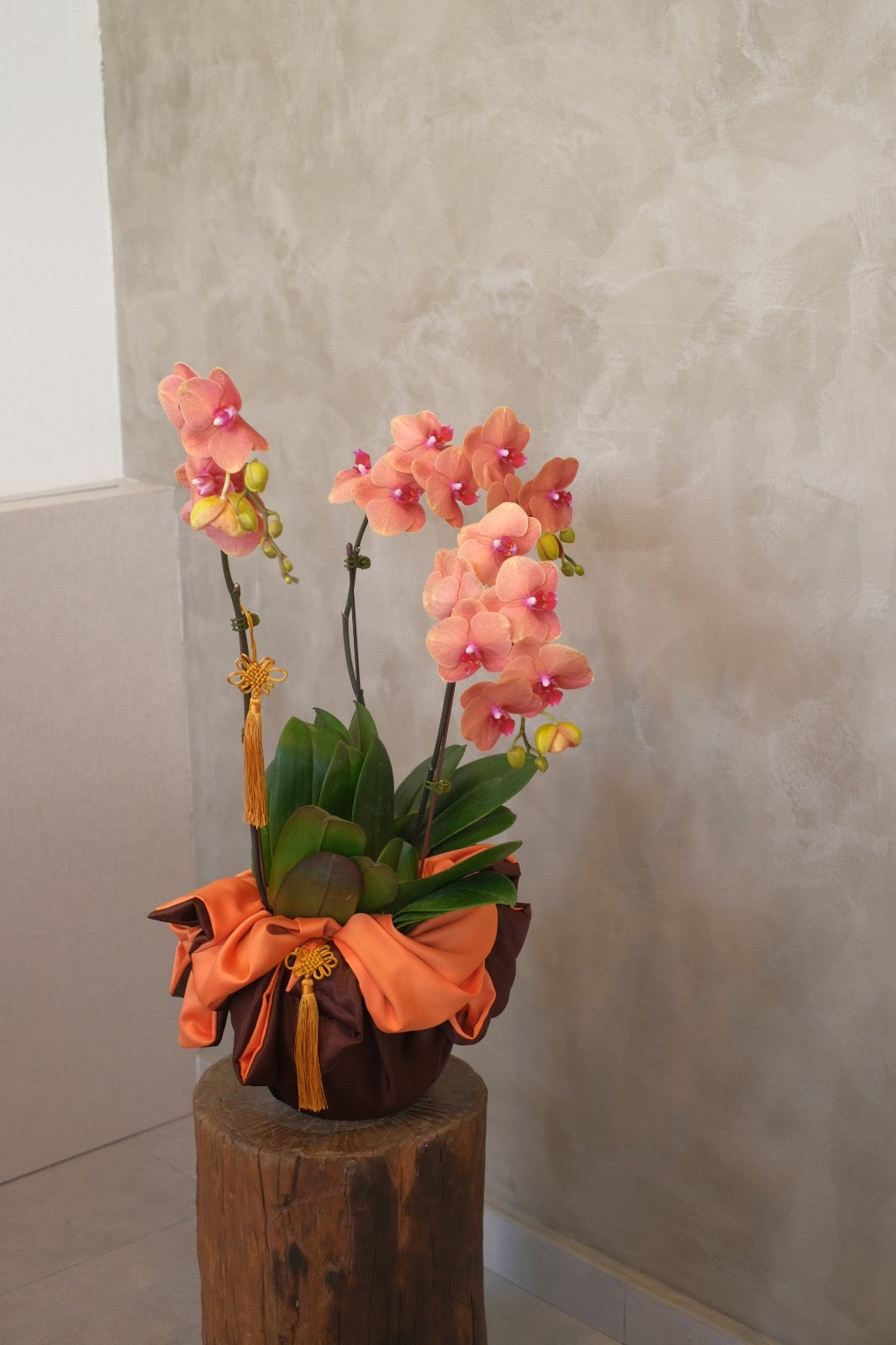 best sellers orange phalaenopsis orchids in ceramic pots available delivery in penang