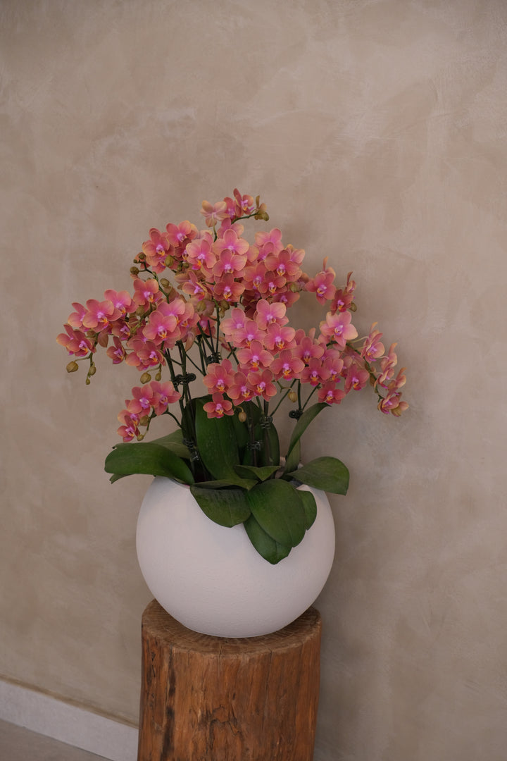 Fresh potted phalaenopsis orchid in orange-red hues, arranged in a ceramic planter – Bamboo Green Florist Mother's Day special.