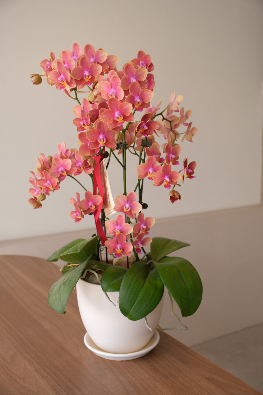 Fresh potted phalaenopsis orchid in orange-red hues, arranged in a ceramic planter – Bamboo Green Florist Mother's Day special.