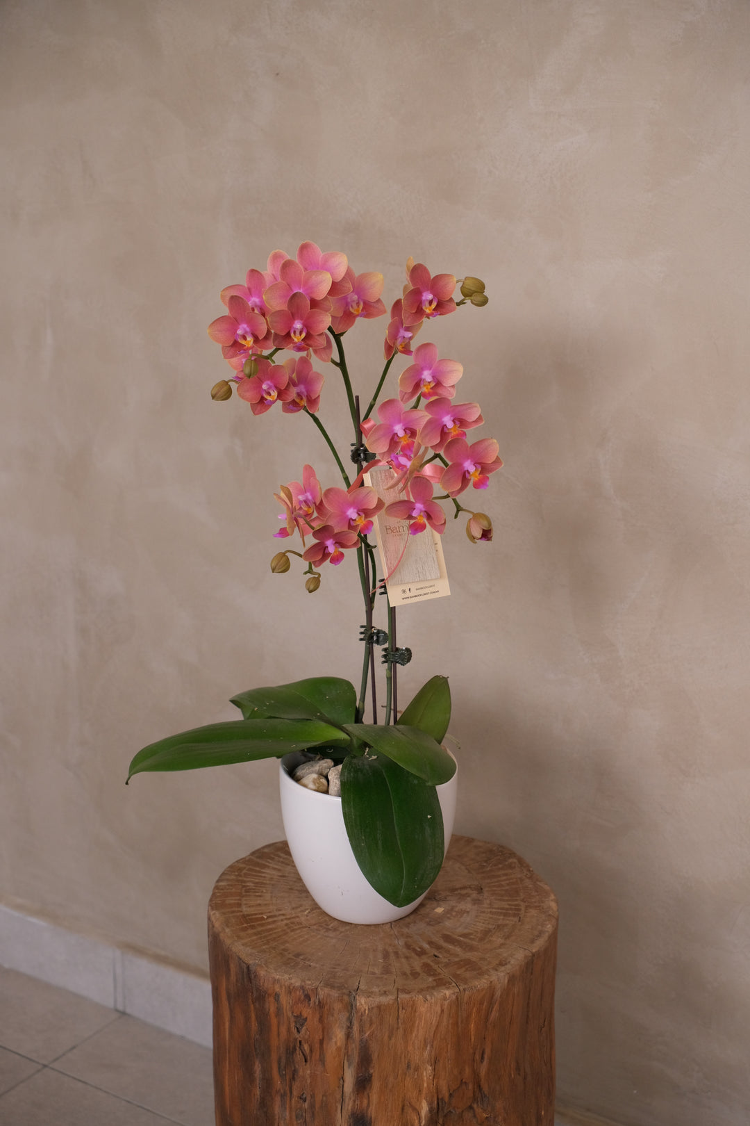 Fresh potted phalaenopsis orchid in orange-red hues, arranged in a ceramic planter – Bamboo Green Florist Mother's Day special.