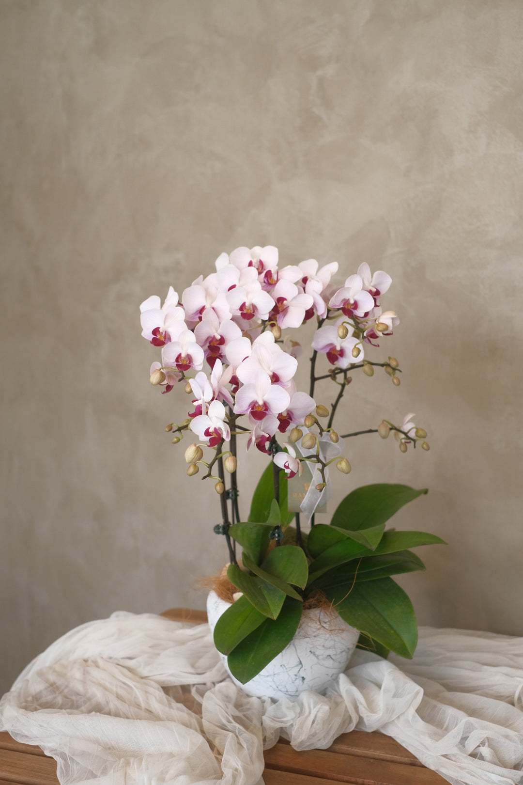 A Phalaenopsis Orchid beautifully arranged in a sleek ceramic planter. The plant features long, elegant stems with delicate white or light-colored blooms. The ceramic planter is simple and modern, complementing the orchid's graceful appearance. Ideal for bright spaces with indirect sunlight, this arrangement brings natural beauty indoors