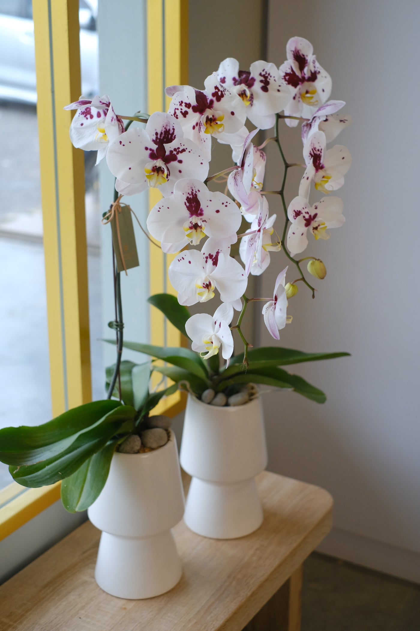 same day flower delivery for fresh potted phalaenopsis flower arrangement