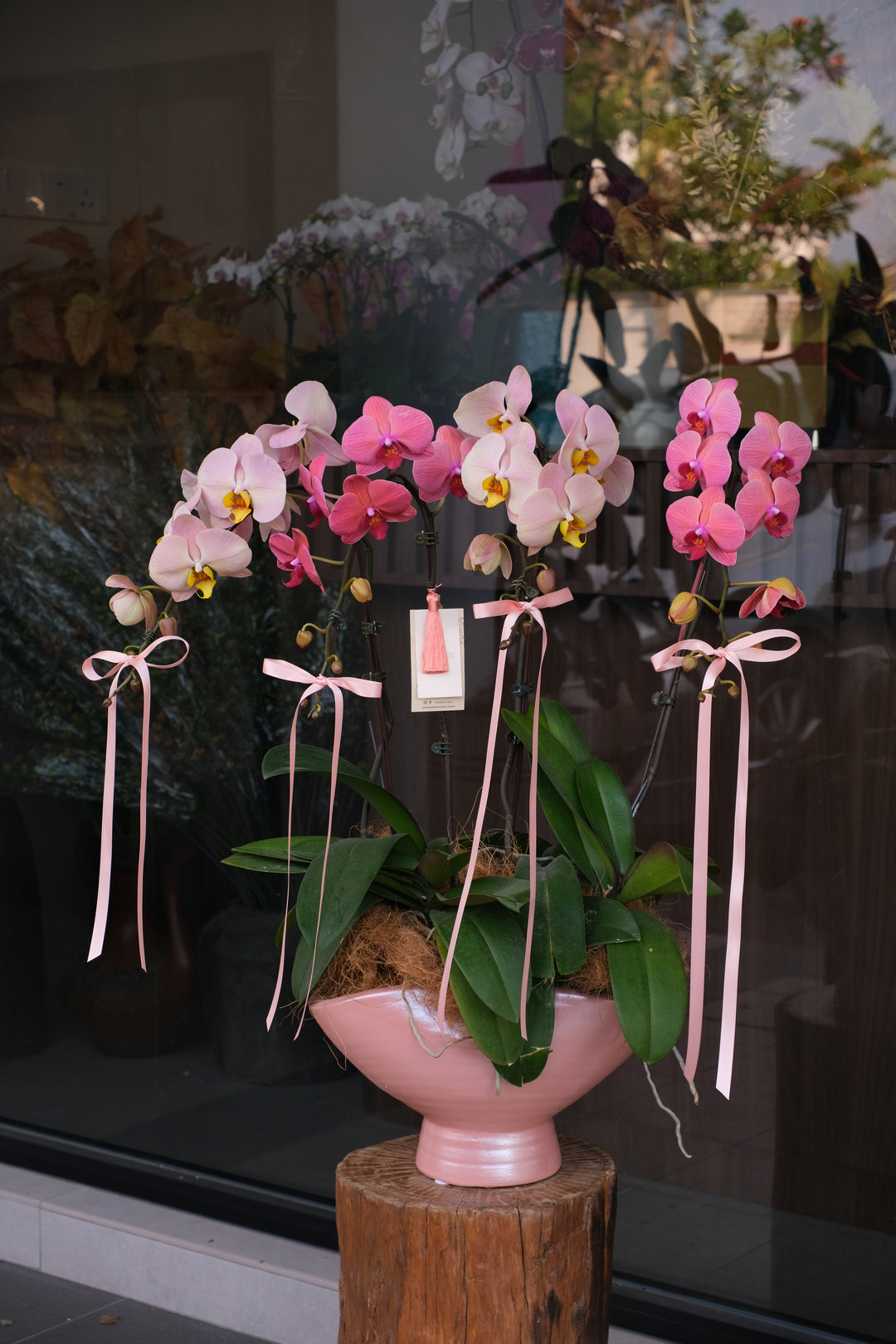Elegant Multi-tonal Pink Phalaenopsis Orchid Arrangement in Blush Pink Artisan Pot - The Blushing Romance CNY 2026 - Bamboo Green Florist Penang
