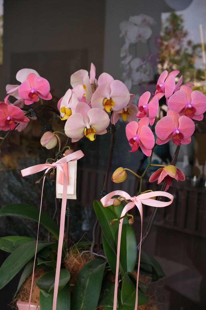 Elegant Multi-tonal Pink Phalaenopsis Orchid Arrangement in Blush Pink Artisan Pot - The Blushing Romance CNY 2026 - Bamboo Green Florist Penang