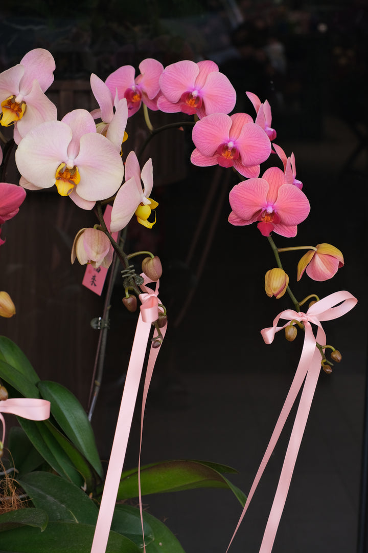 Elegant Multi-tonal Pink Phalaenopsis Orchid Arrangement in Blush Pink Artisan Pot - The Blushing Romance CNY 2026 - Bamboo Green Florist Penang