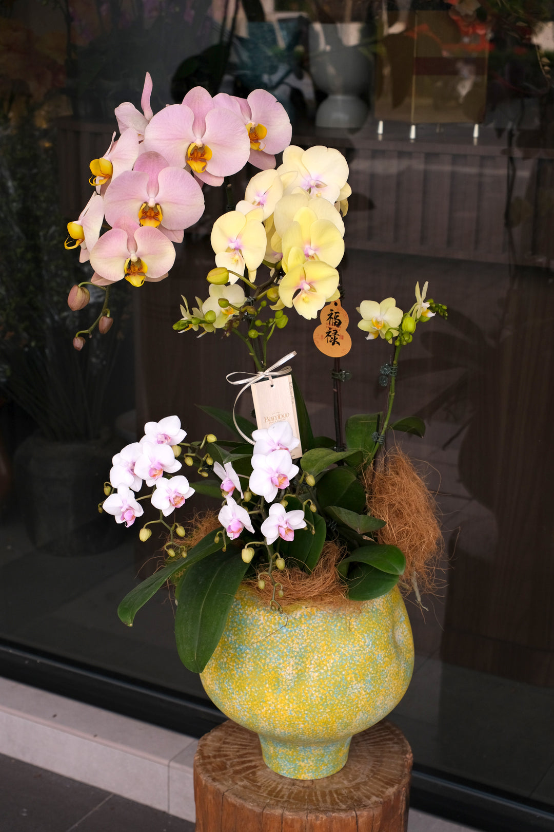 Vibrant Yellow and Soft Pink Phalaenopsis Orchid Arrangement in Golden Speckled Pot - The Golden Prosperity CNY 2026 - Bamboo Green Florist Penang