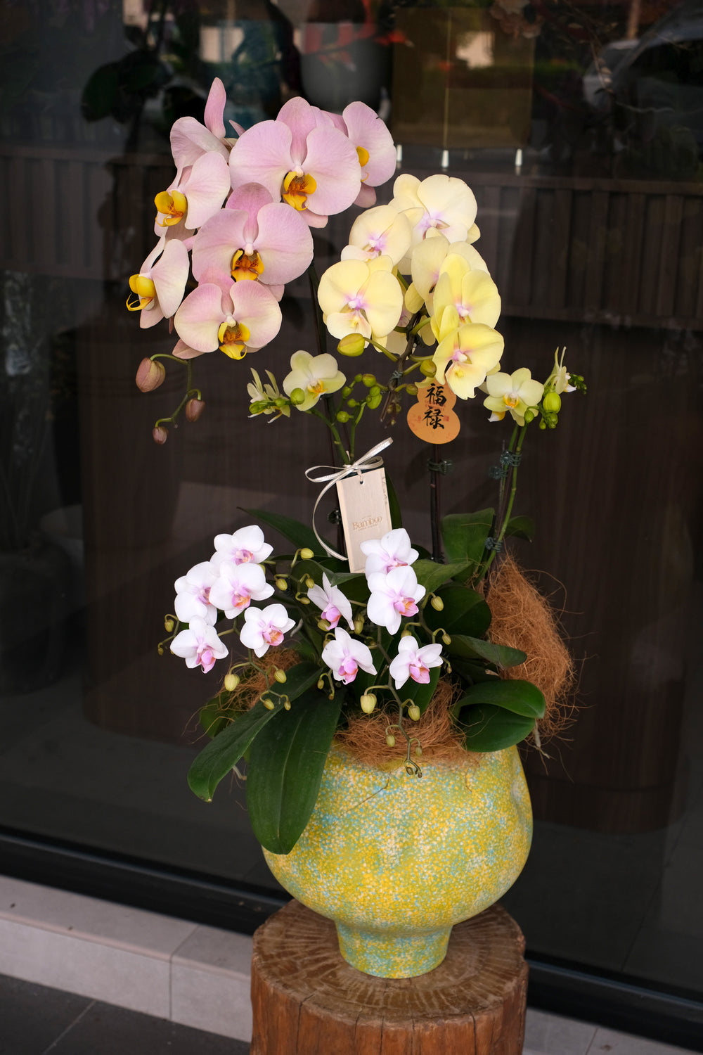 Vibrant Yellow and Soft Pink Phalaenopsis Orchid Arrangement in Golden Speckled Pot - The Golden Prosperity CNY 2026 - Bamboo Green 