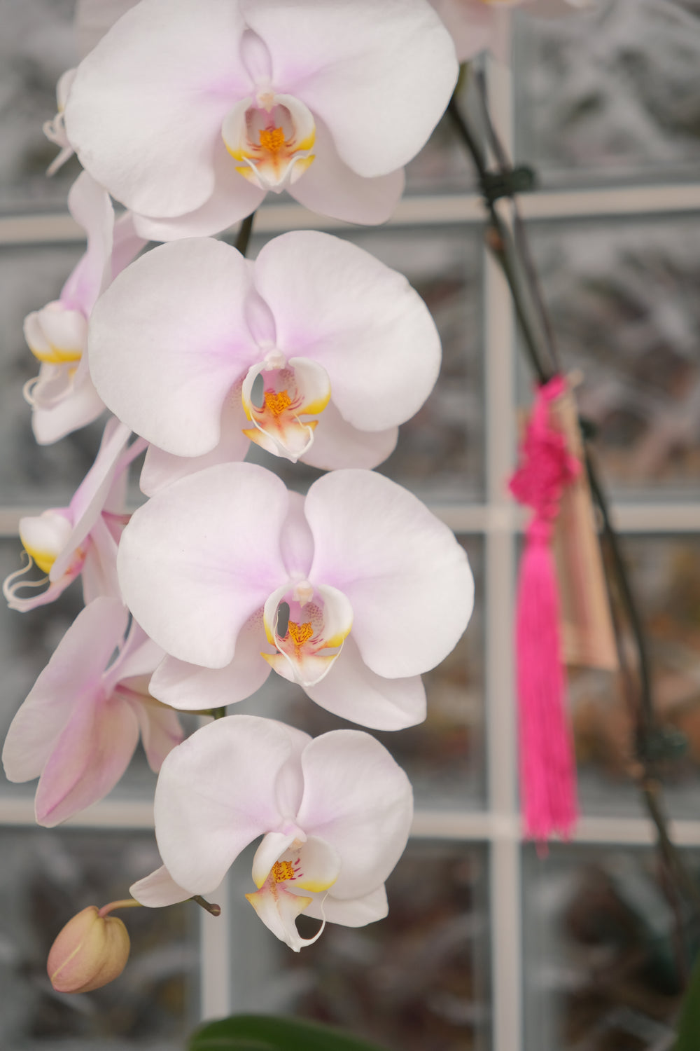 Single Stem Butterfly Pink Phalaenopsis Orchid in Textured Azure Blue Hourglass Pot - Song Sense CNY 2026 Limited Edition - Bamboo Green Florist Penang Delivery