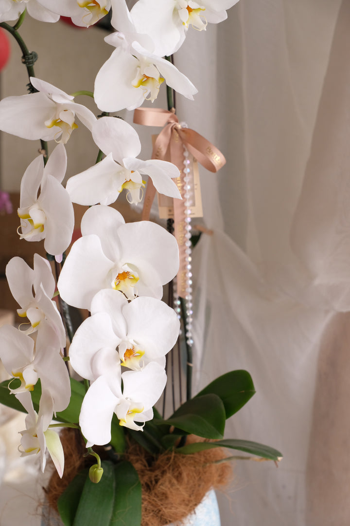 Puni Petals Orchids