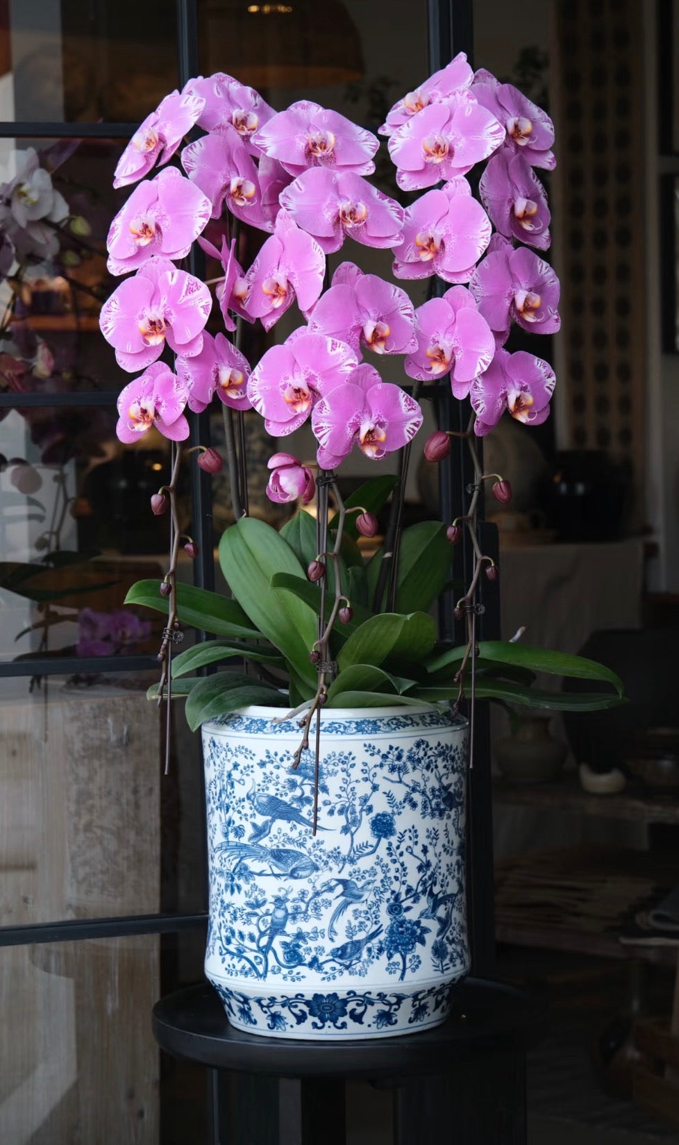 The Emperor Dragon Phalaenopsis - 龙兰