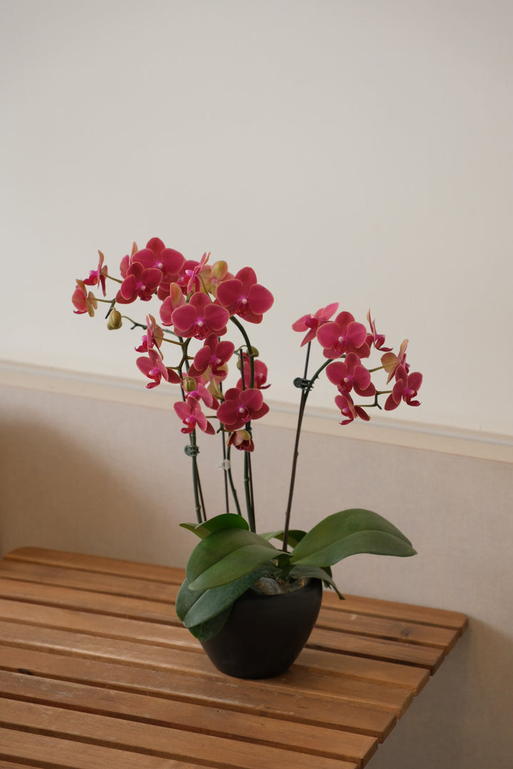 Midi Orchids