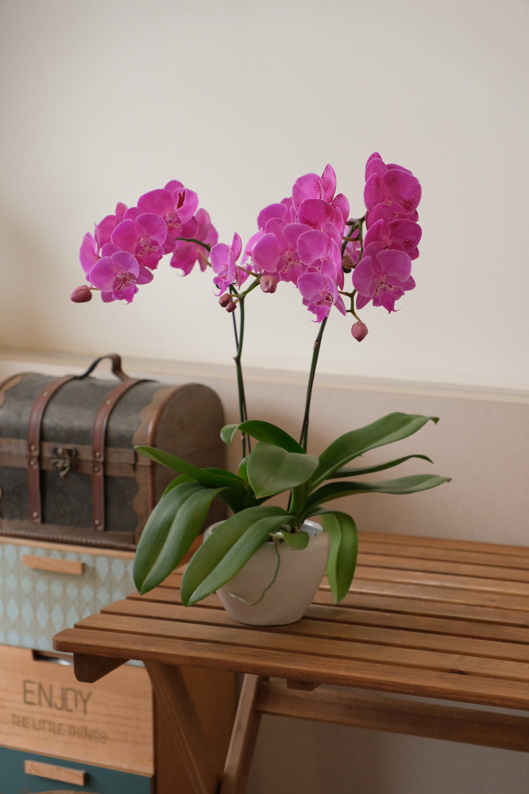 Midi Orchids