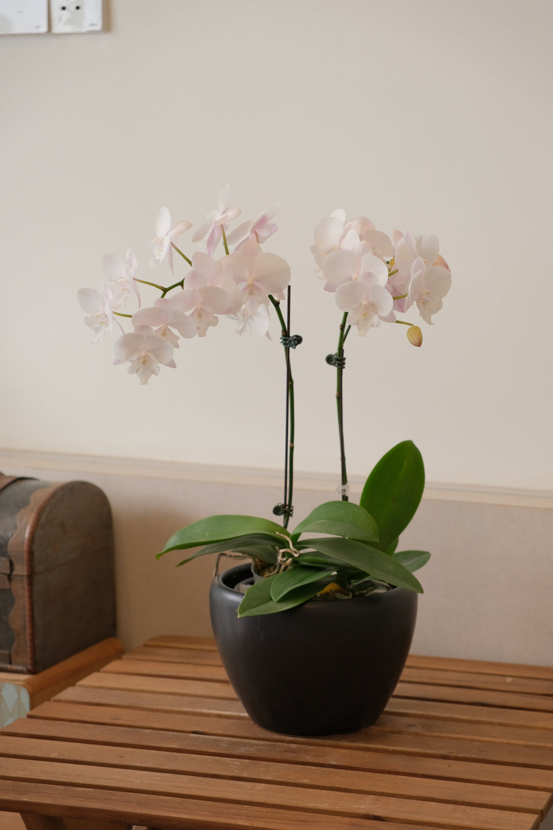 Midi Orchids