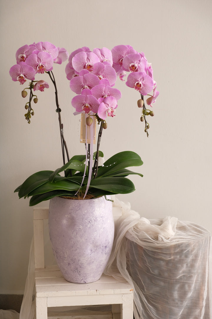 Fresh Lumière Phalaenopsis Orchids