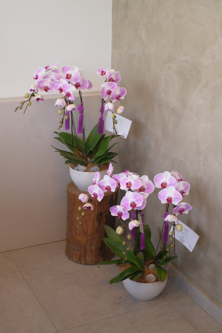 2024 Orchids: Butterfly Purple