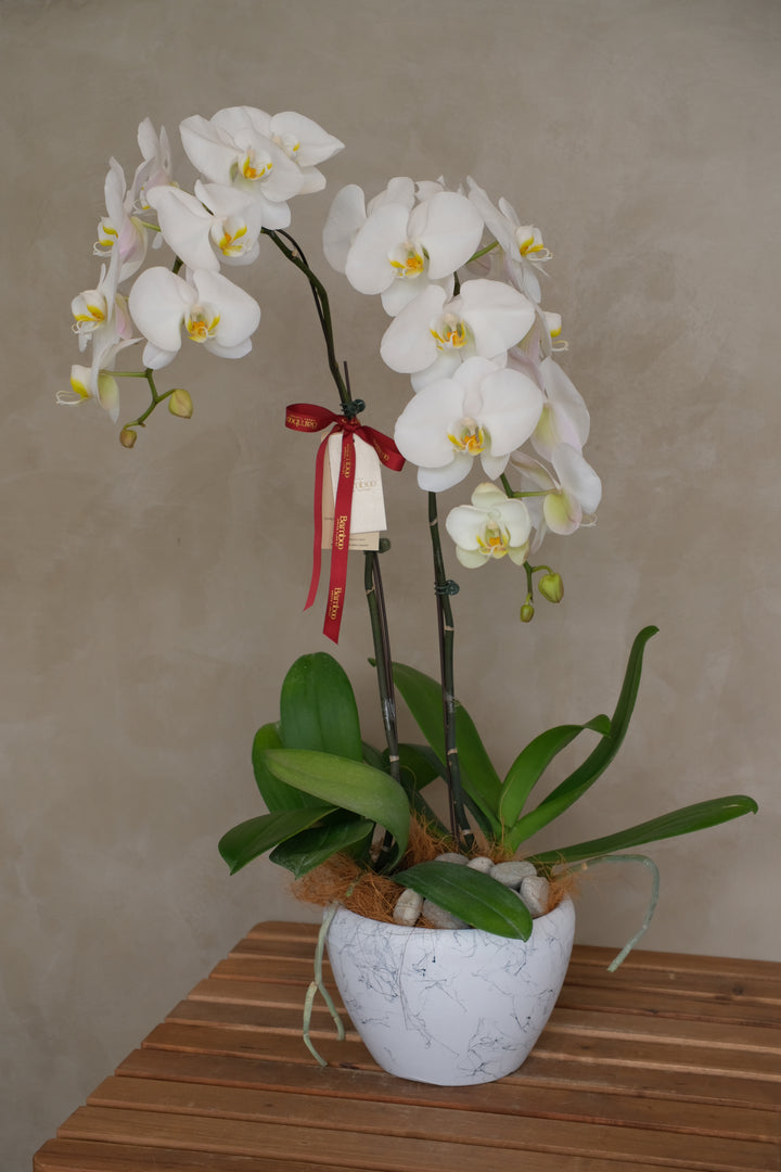 White Phalaenopsis Orchid